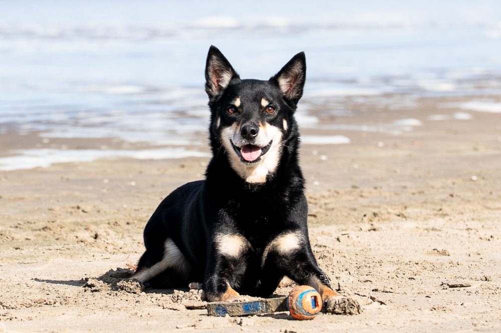 Zwarte hond ligt op het strand met een kleurrijk speeltje voor zich.