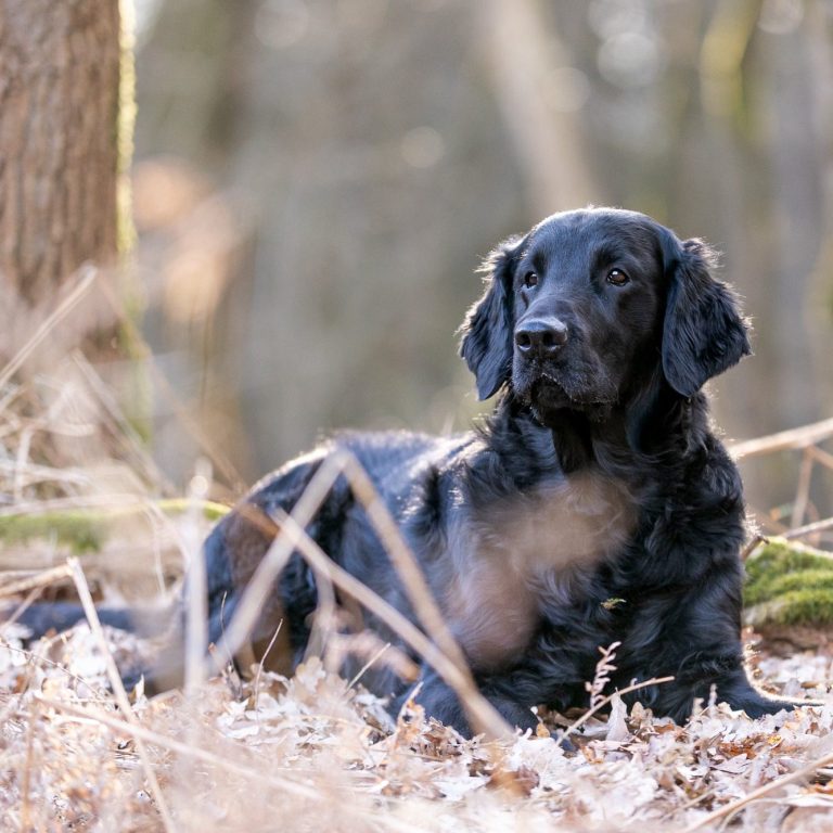 Zwarte hond ligt rustig in het bos tussen dorre bladeren en takken.