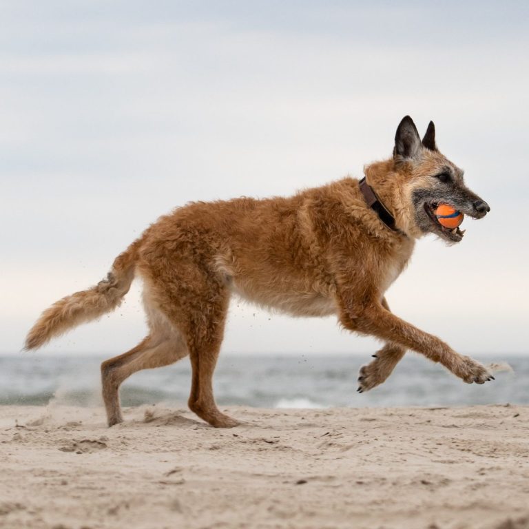 Hond rent over het strand met een bal in zijn bek, zee op de achtergrond.