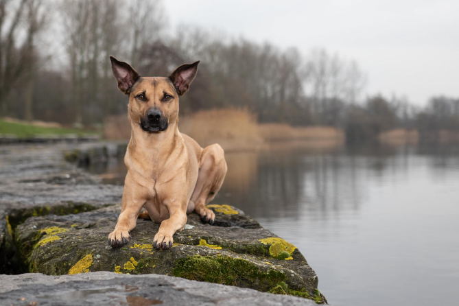Zwarte hond ligt op het strand met een kleurrijk speeltje voor zich.